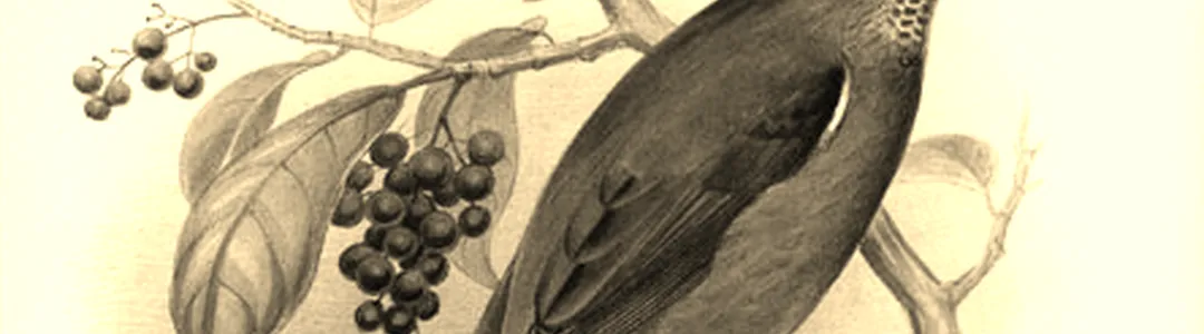 Love-Less - Dance of The Last Moho Braccatus