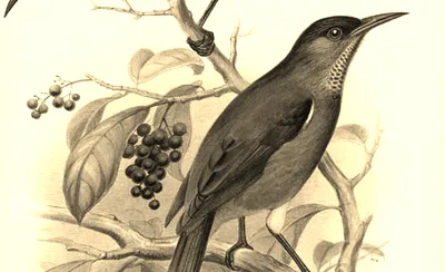 Love-Less - Dance of The Last Moho Braccatus