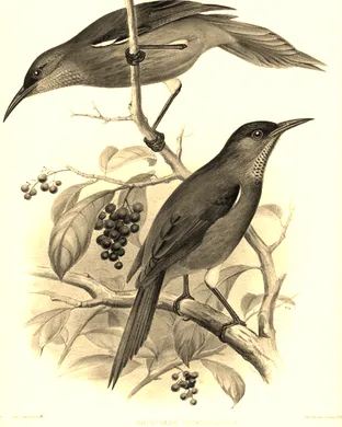 Love-Less - Dance of The Last Moho Braccatus